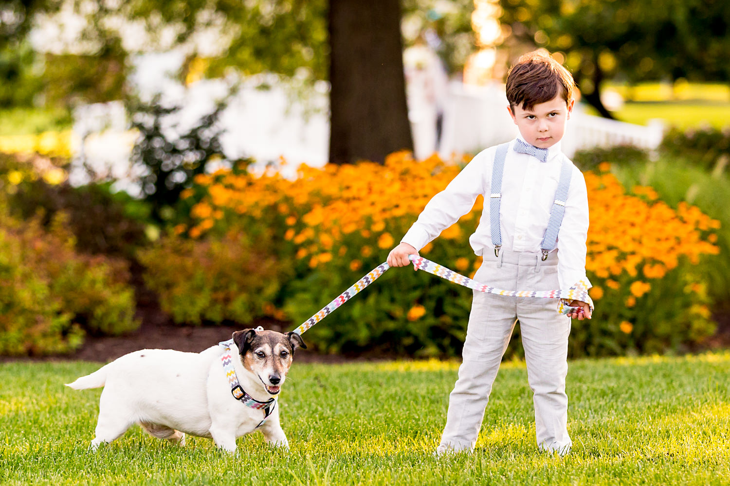 Eastern Shore wedding, Maryland, the ring bearer who is about five years old is overtly annoyed that the dog he is walking down the aisle on a leash is refusing to walk, he is comically tugging on the leash while the overweight jack Russel terrier is refusing to move, the little boy has a grumpy, pouting face as he clearly is over it and doesn't want to deal with the stubborn pup, kids at weddings, dogs at weddings, the boy is in a bowtie and suspenders, they are outside with a row of flowers behind them, the ceremony is on the water, Procopio Photography, best top Washington DC photographer, best top Maryland photographer, best top Virginia photographer, best top DMV photographer, best top wedding photographer, best top commercial photographer, best top portrait photographer, best top boudoir photographer, modern fine art portraits, dramatic, unique, different, bold, editorial, photojournalism, award winning photographer, published photographer, memorable images, be different, stand out
