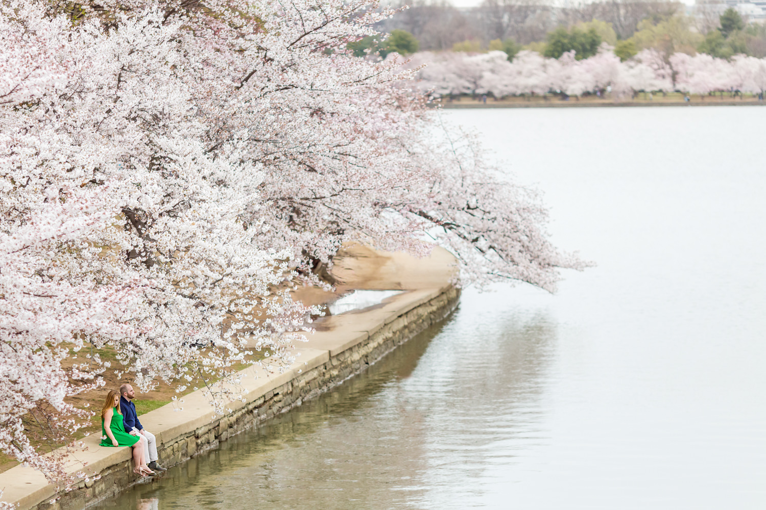 Cherry blossoms in DC, Cherry blossom festival, tidal basin, this is a landscape shot showing the a bird's eye view of the tidal basin, the couple is small in the frame sitting on the edge of the water, sunrise session, Procopio Photography, best top Washington DC photographer, best top Maryland photographer, best top Virginia photographer, best top DMV photographer, best top wedding photographer, best top commercial photographer, best top portrait photographer, best top boudoir photographer, modern fine art portraits, dramatic, unique, different, bold, editorial, photojournalism, award winning photographer, published photographer, memorable images, be different, stand out, engagement photography