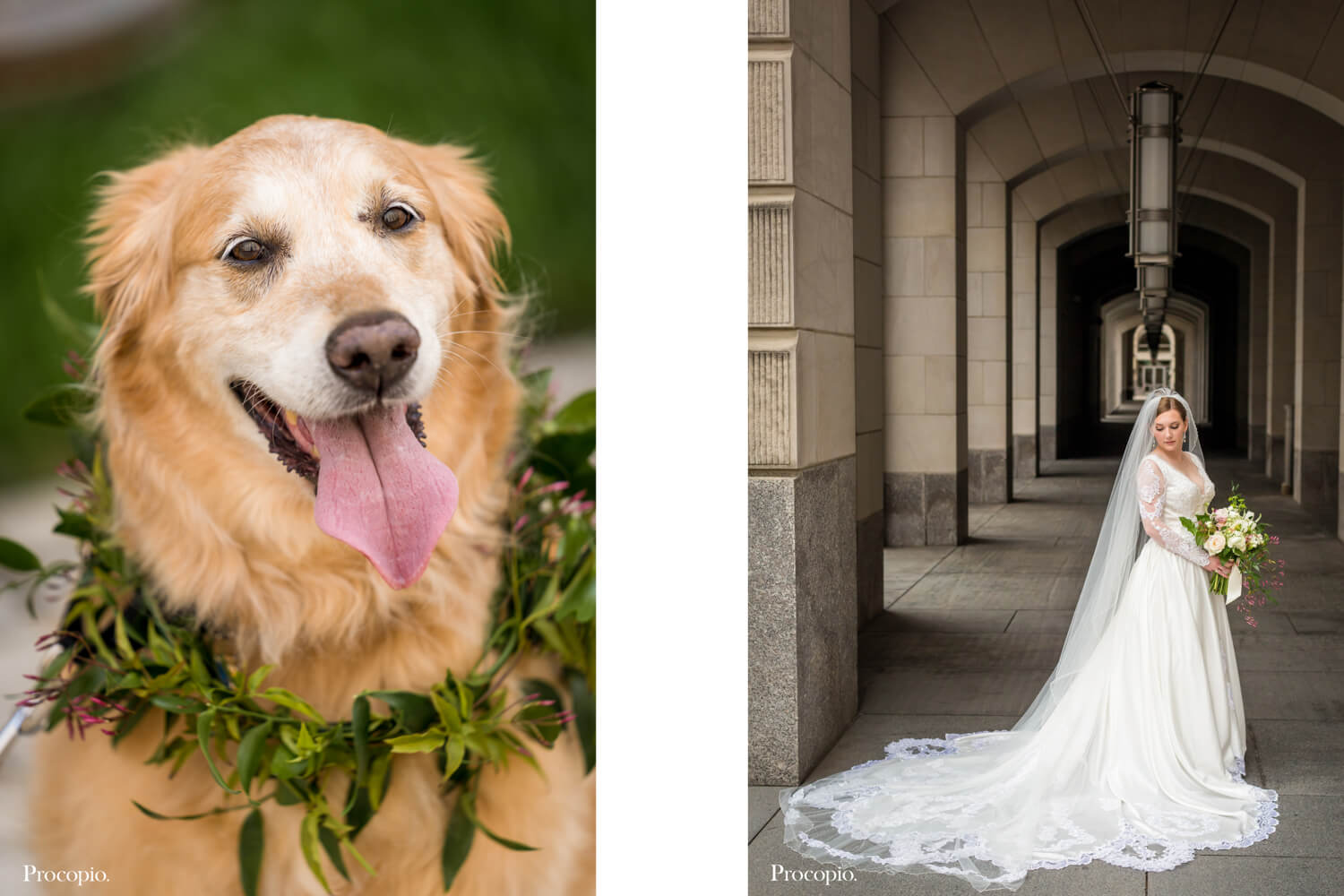 Golden Retriver wearing wedding collar - Michelle Whyte - best Washington DC wedding planner - photo by Procopio Photography