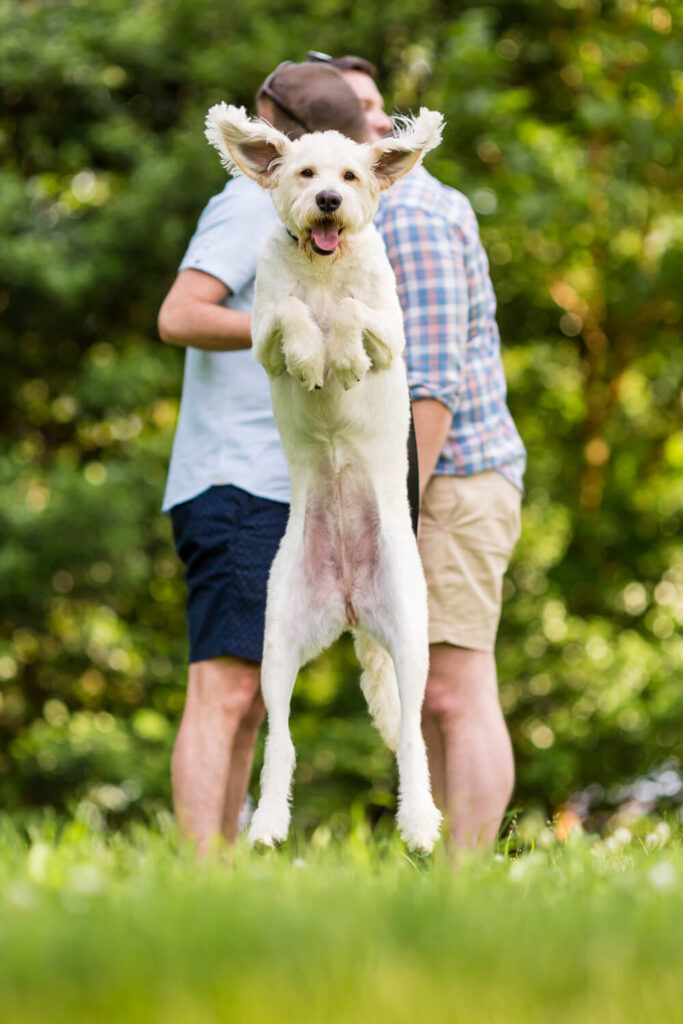 Procopio Photography, best top Washington DC photographer photography, best top Maryland photographer photography, best top Virginia photographer photography, best top DMV photographer photography, best top commercial photographer photography, best top wedding photographer photography, best top portrait photographer photography, best top boudoir photographer photography, modern fine art portraits, dramatic, unique, different, bold, editorial, photojournalism, award winning photographer, published photographer, memorable images, be different, stand out, luxe wedding, luxury wedding, luxury portraits, luxury boudoir, bespoke, unique engagement session, natural looking portraits, Best locations for engagement sessions in the DMV, Jefferson Memorial Engagement Session, Tidal Basin, Gay Wedding, Gay Engagement, dogs at engagement sessions